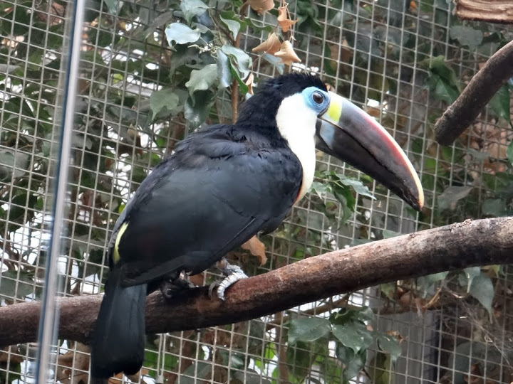 Ramphastos tucanus