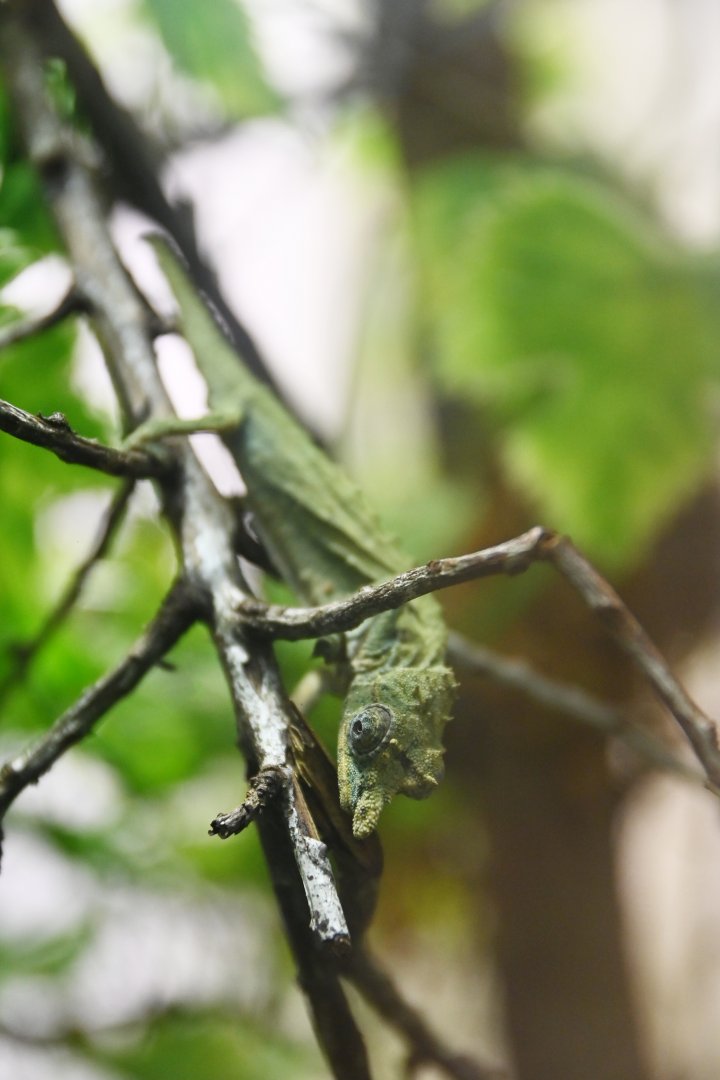 Rampholeon acuminatus