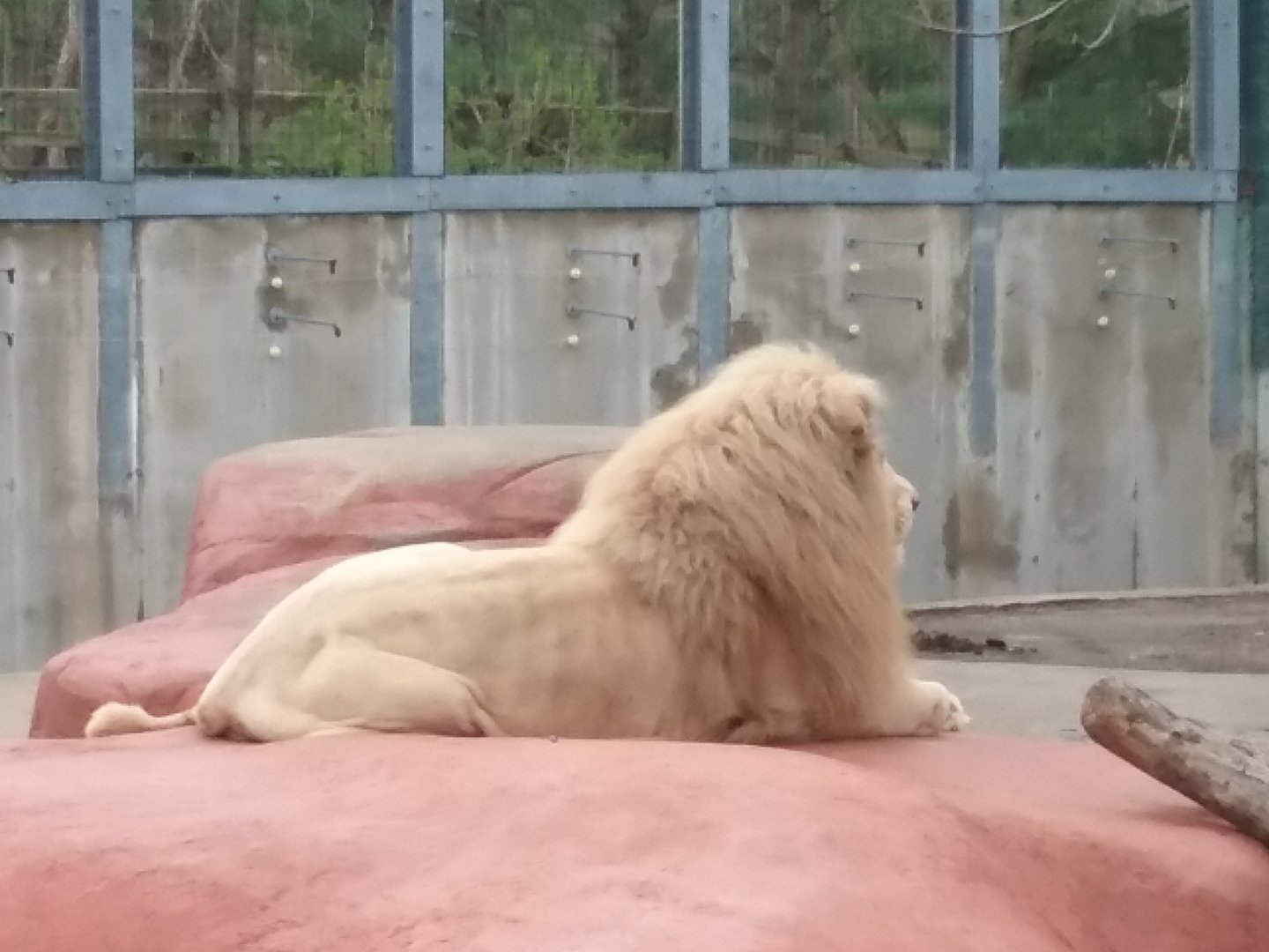 'Ramses' the African Lion