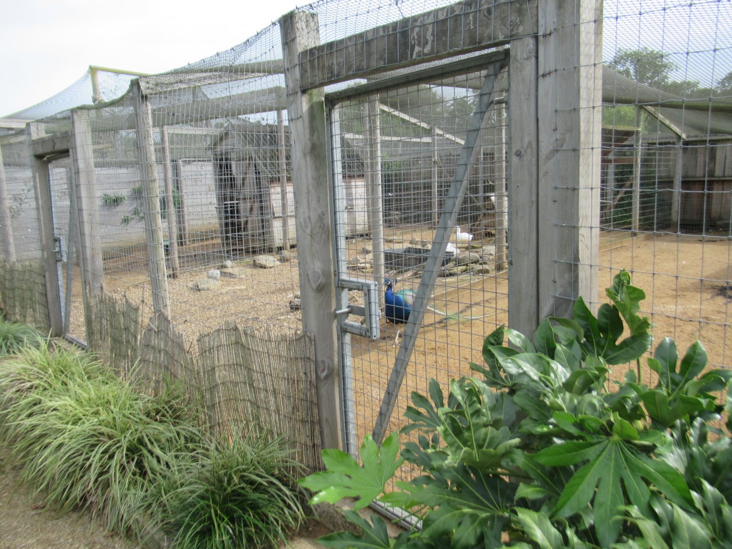 Ramshackled pens for domestic ducks and peafowl