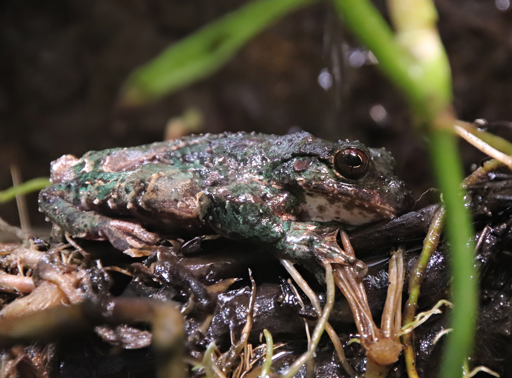 Rana-de Arbol de San Martin frog (Ecnomiohyla valancifer)