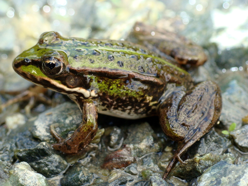 Rana esculenta