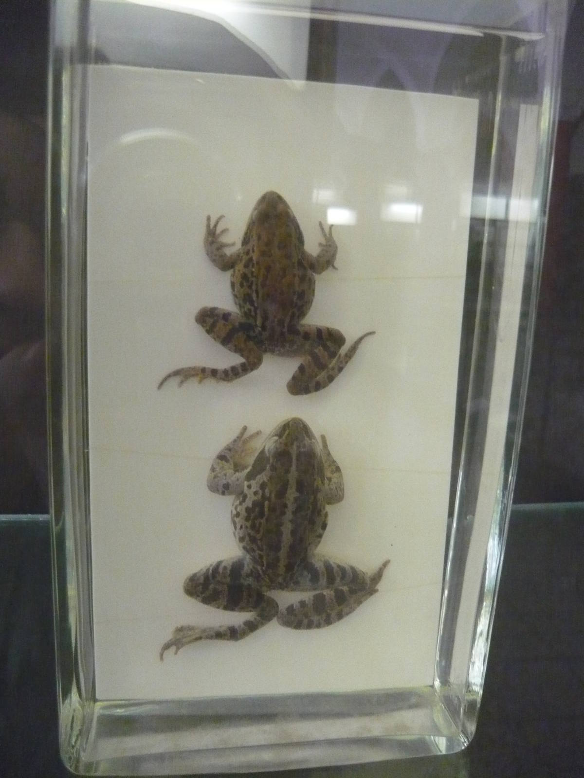 Rana macrocnemis wet specimens
