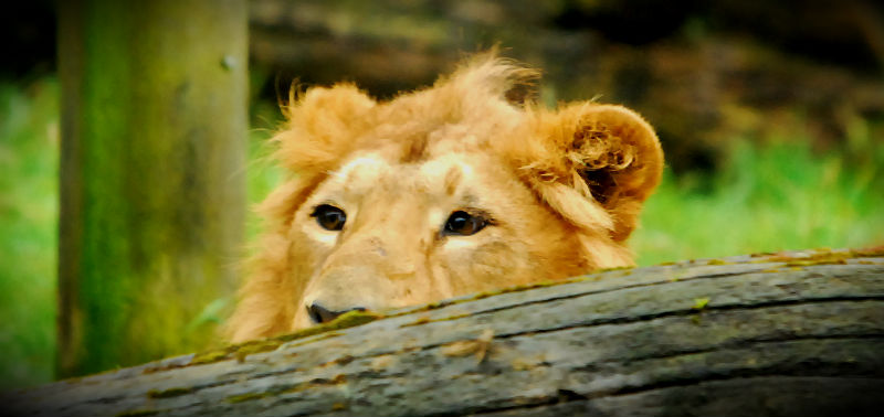 Rana, Male asiatic lion