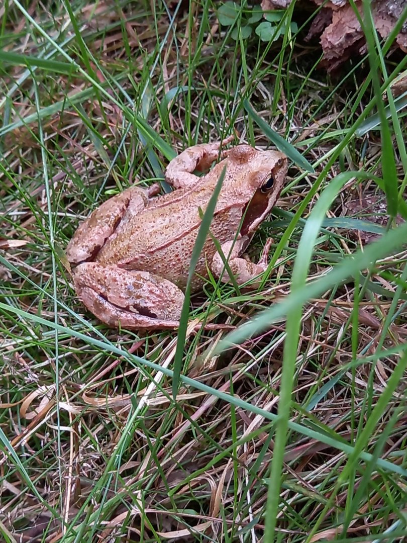 Rana temporaria