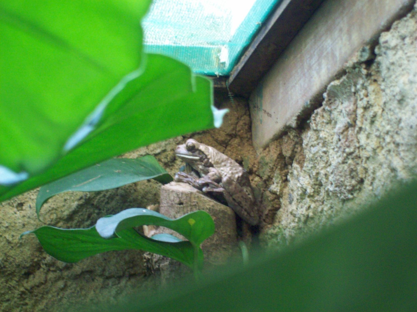 Ranario de Monteverde - Pepper Tree Frog