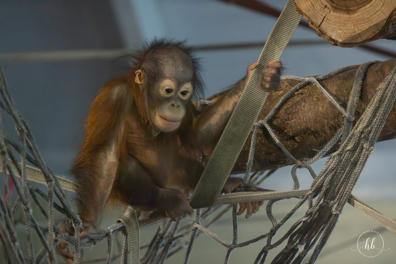Ranbi - Bornean Orangutan  / Paignton / 15-3-24