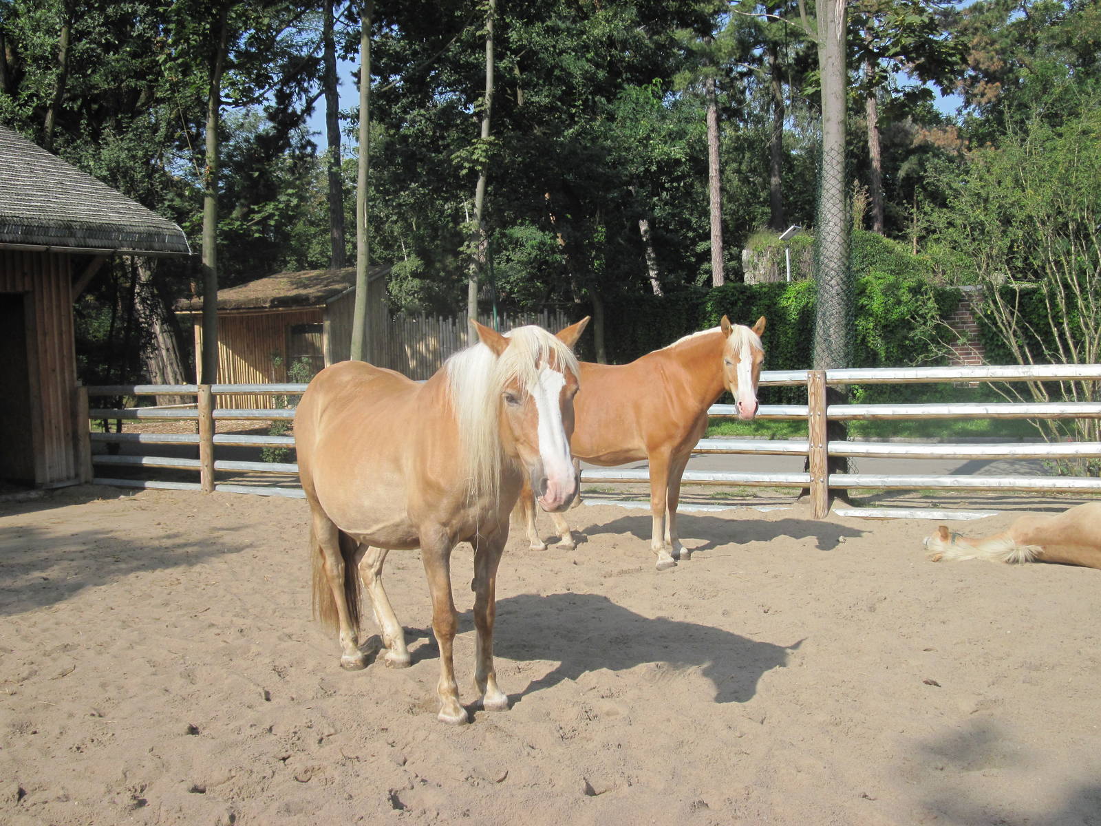 Ranch - Haflinger
