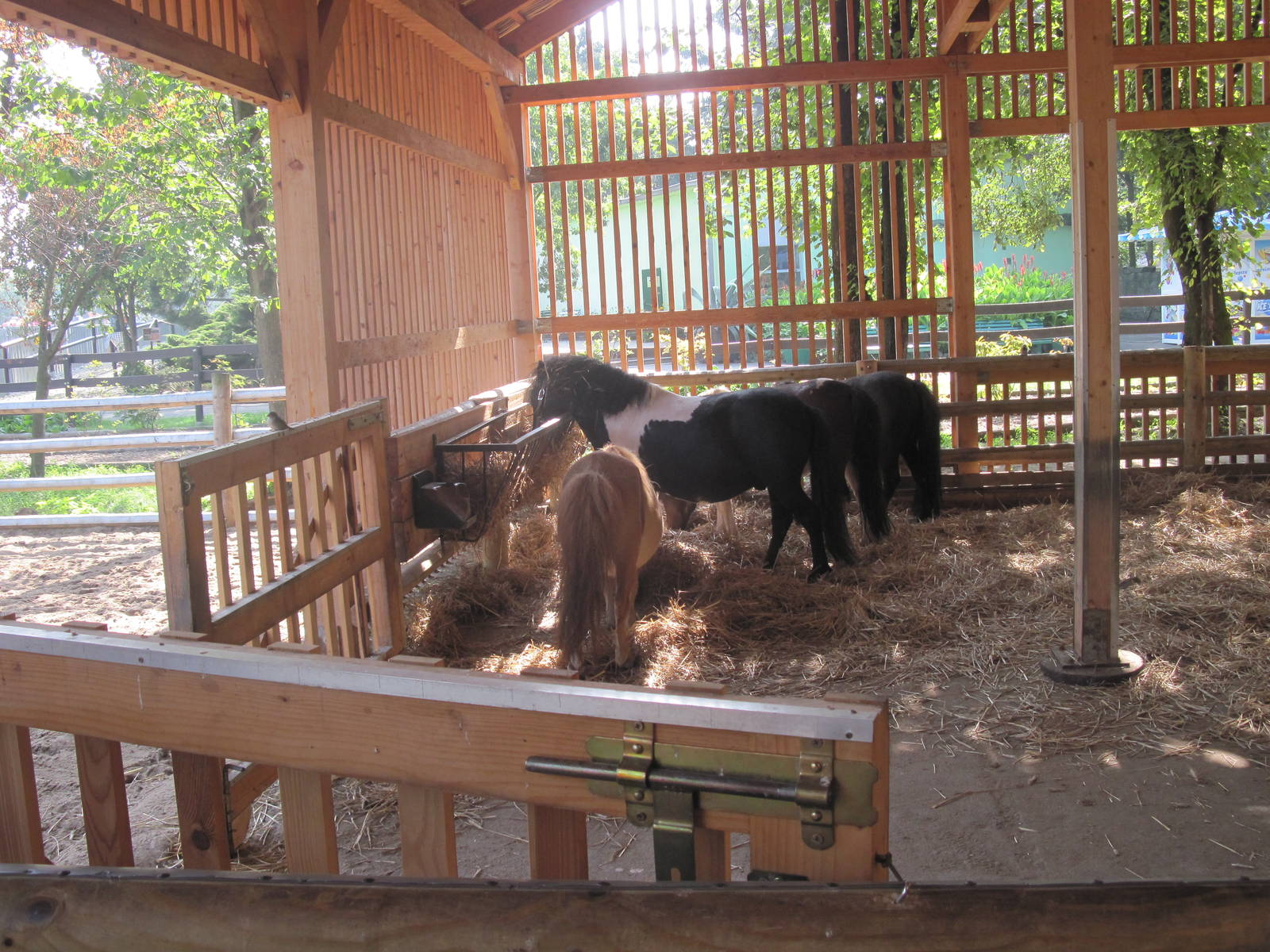 Ranch - Shetland pony