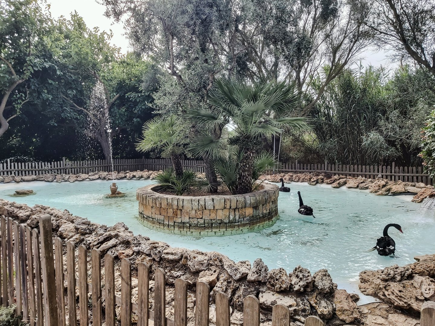 Rancho Grande - Black swan enclosure