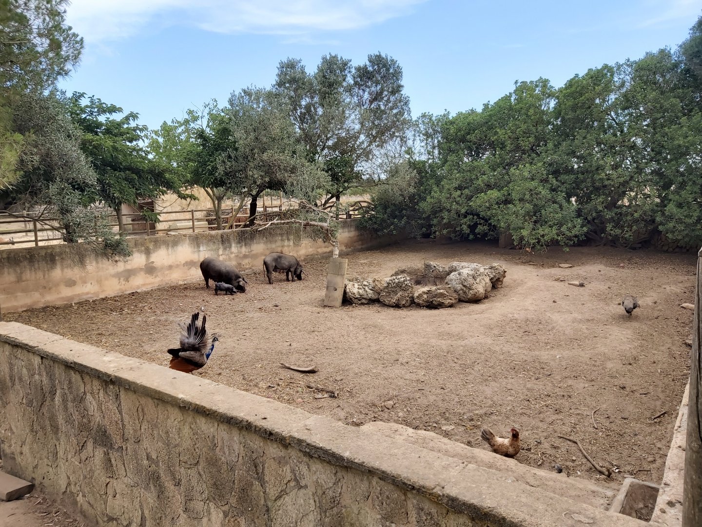Rancho Grande - pig enclosure