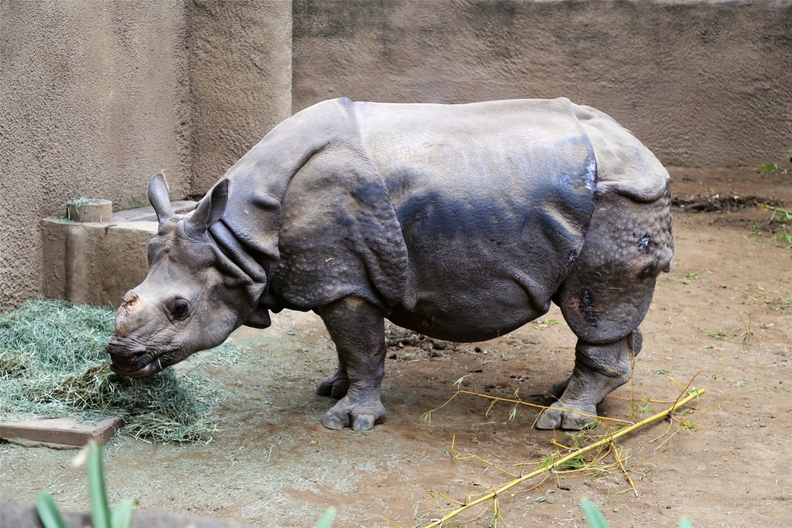 Randa the Indian rhinoceros, December 2015