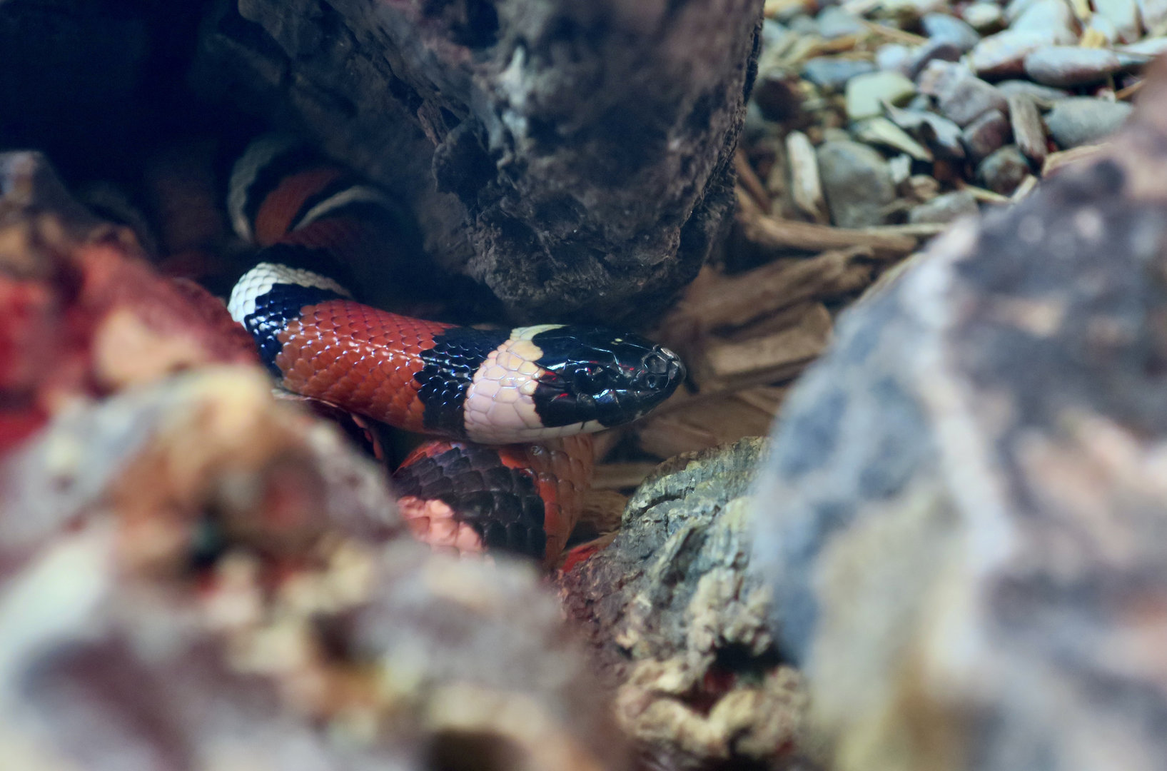 Randall Museum (San Francisco) - California Mountain Kingsnake (Lampropeltis zonata)