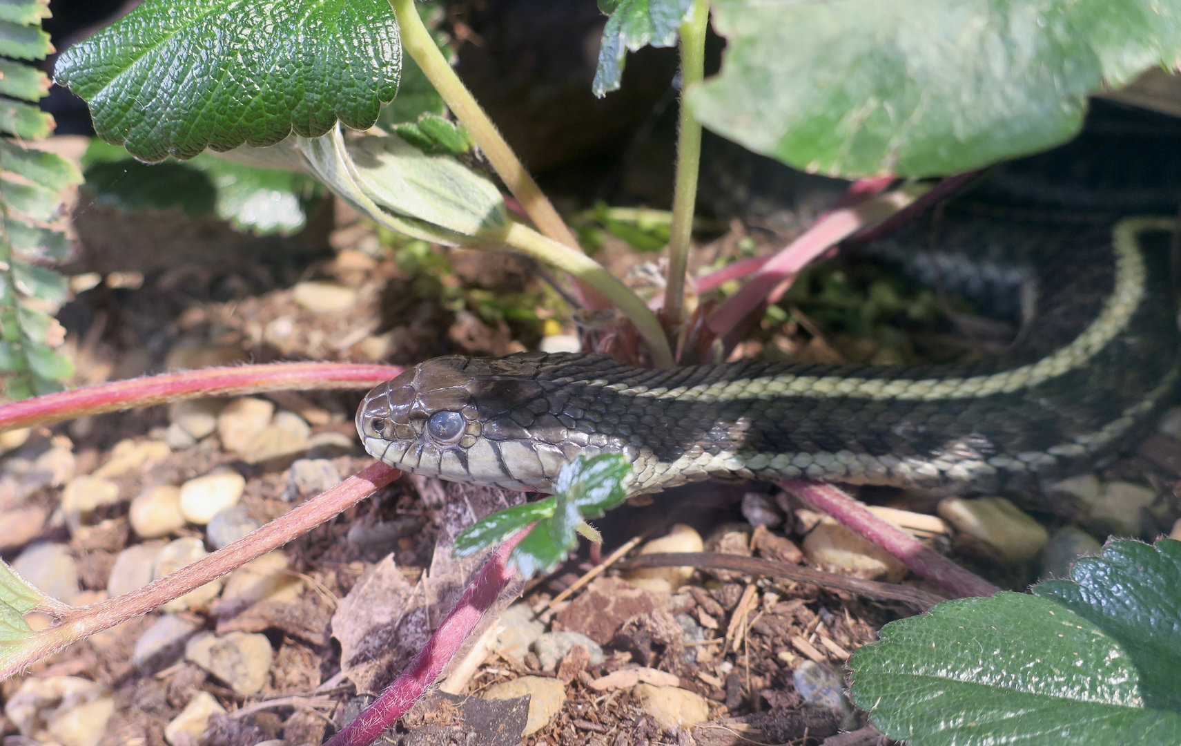 Randall Museum (San Francisco) - Coastal Garter Snake (Thamnophis elegans terrestris)