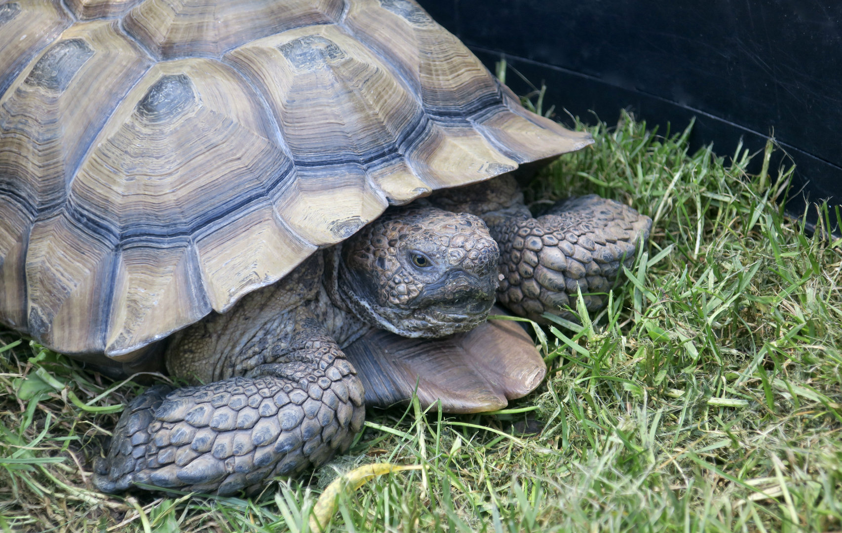 Randall Museum (San Francisco) - Desert Tortoise (Gopherus agassizii)