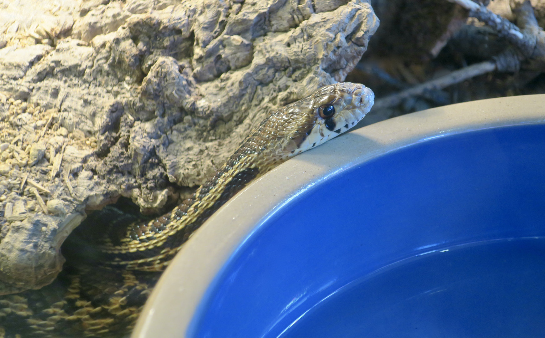 Randall Museum (San Francisco) - Pacific Gopher Snake (Pituophis catenifer catenifer)
