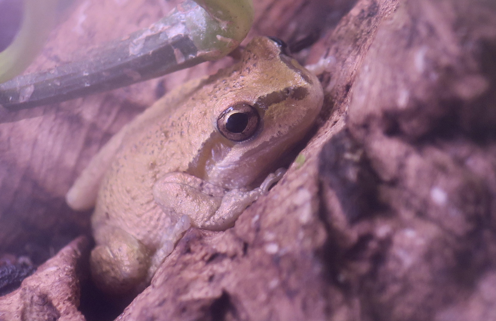 Randall Museum (San Francisco) - Sierran Chorus Frog (Pseudacris sierra)