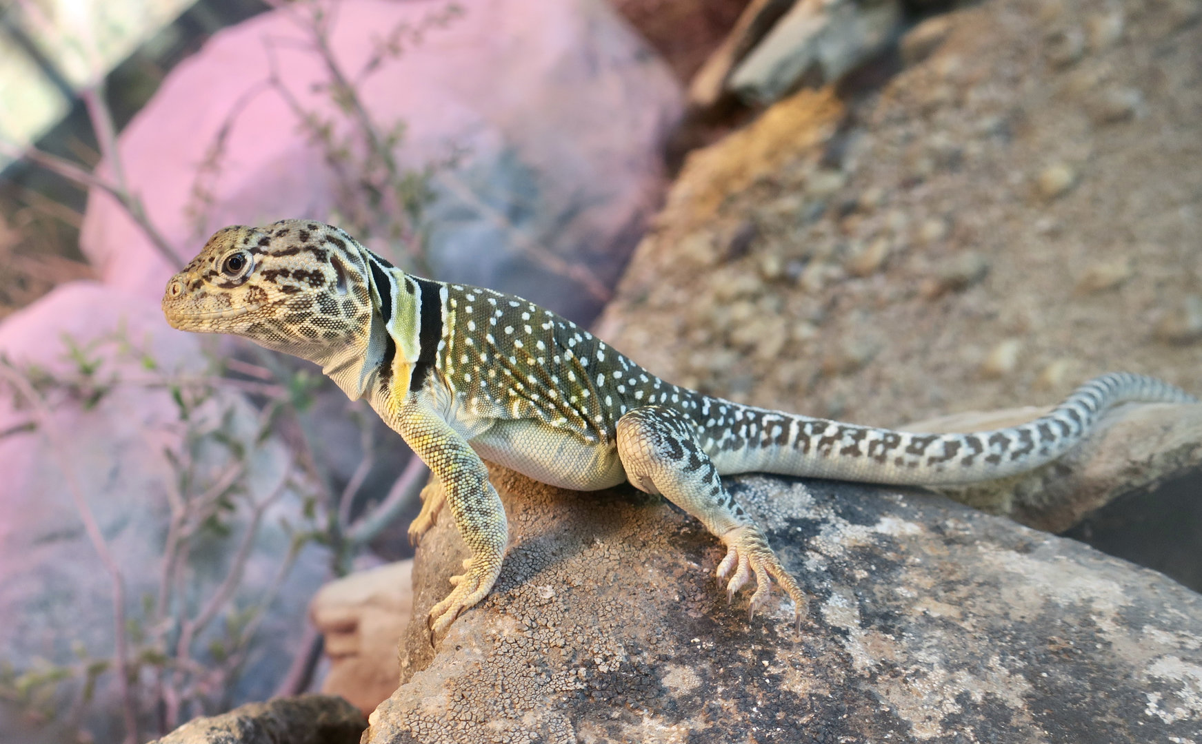 Randall Museum (San Francisco) - Western Collared Lizard (Crotaphytus collaris baileyi)