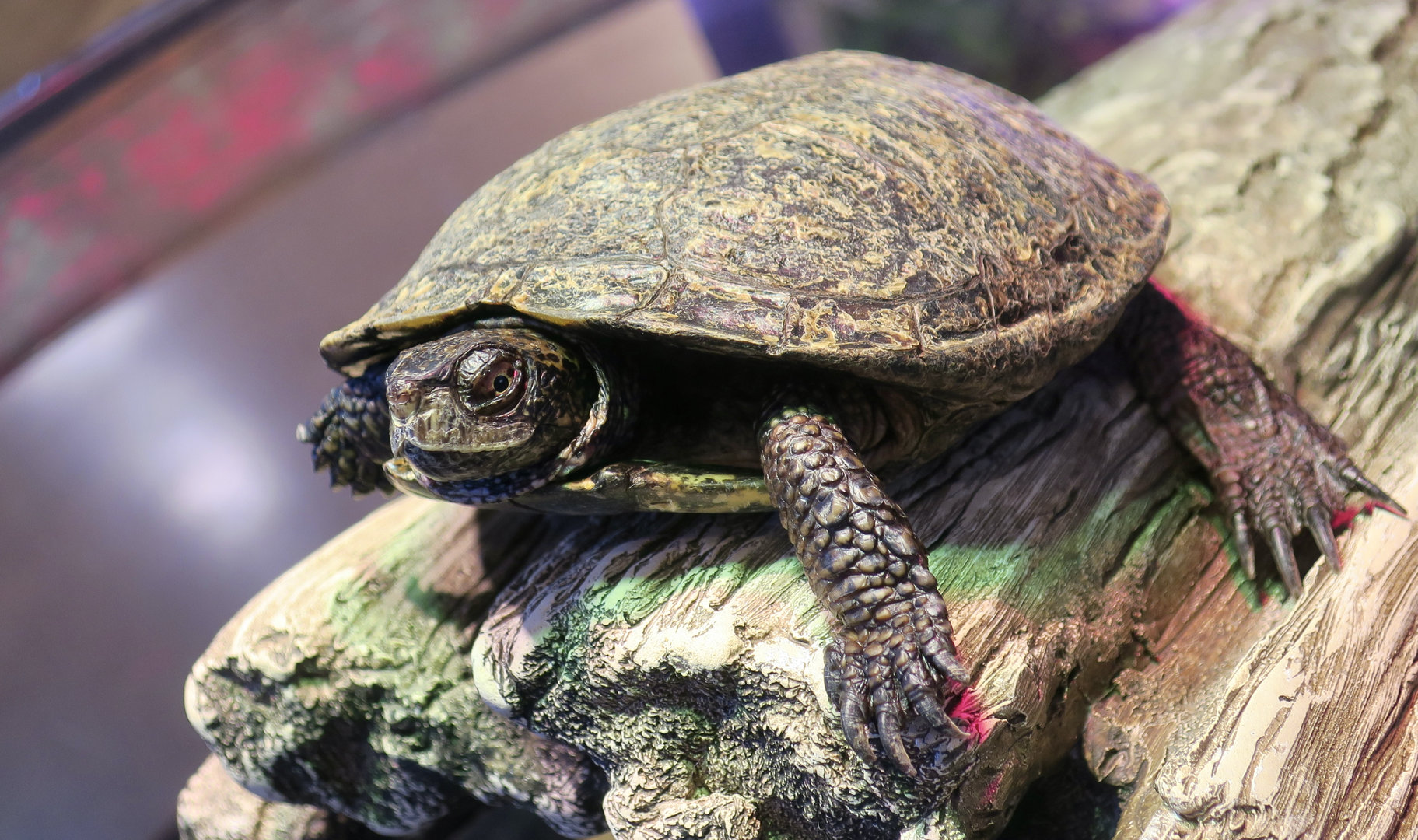 Randall Museum (San Francisco) - Western Pond Turtle (Actinemys marmorata)
