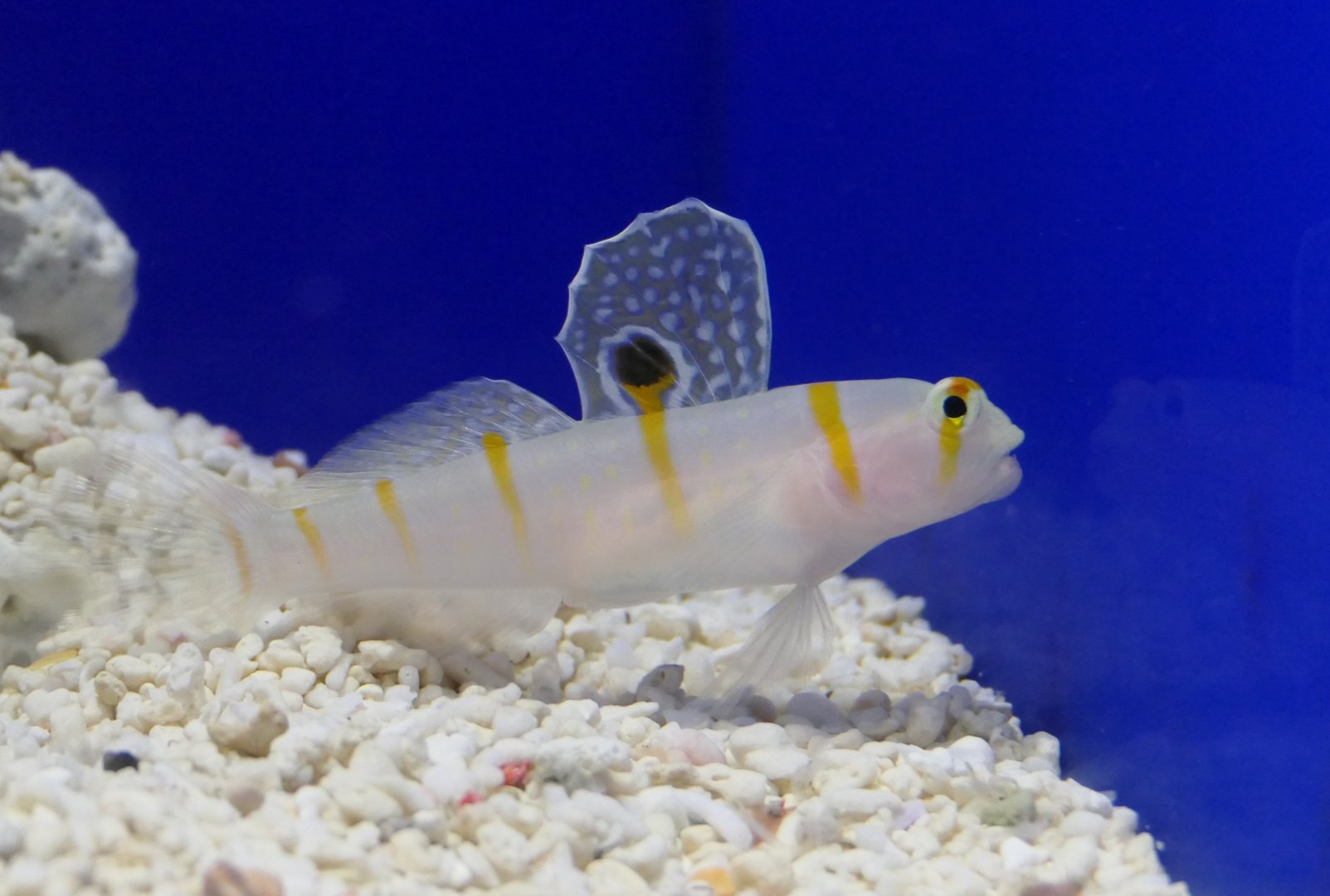 Randall's Prawn Goby (Amblyeleotris randalli)