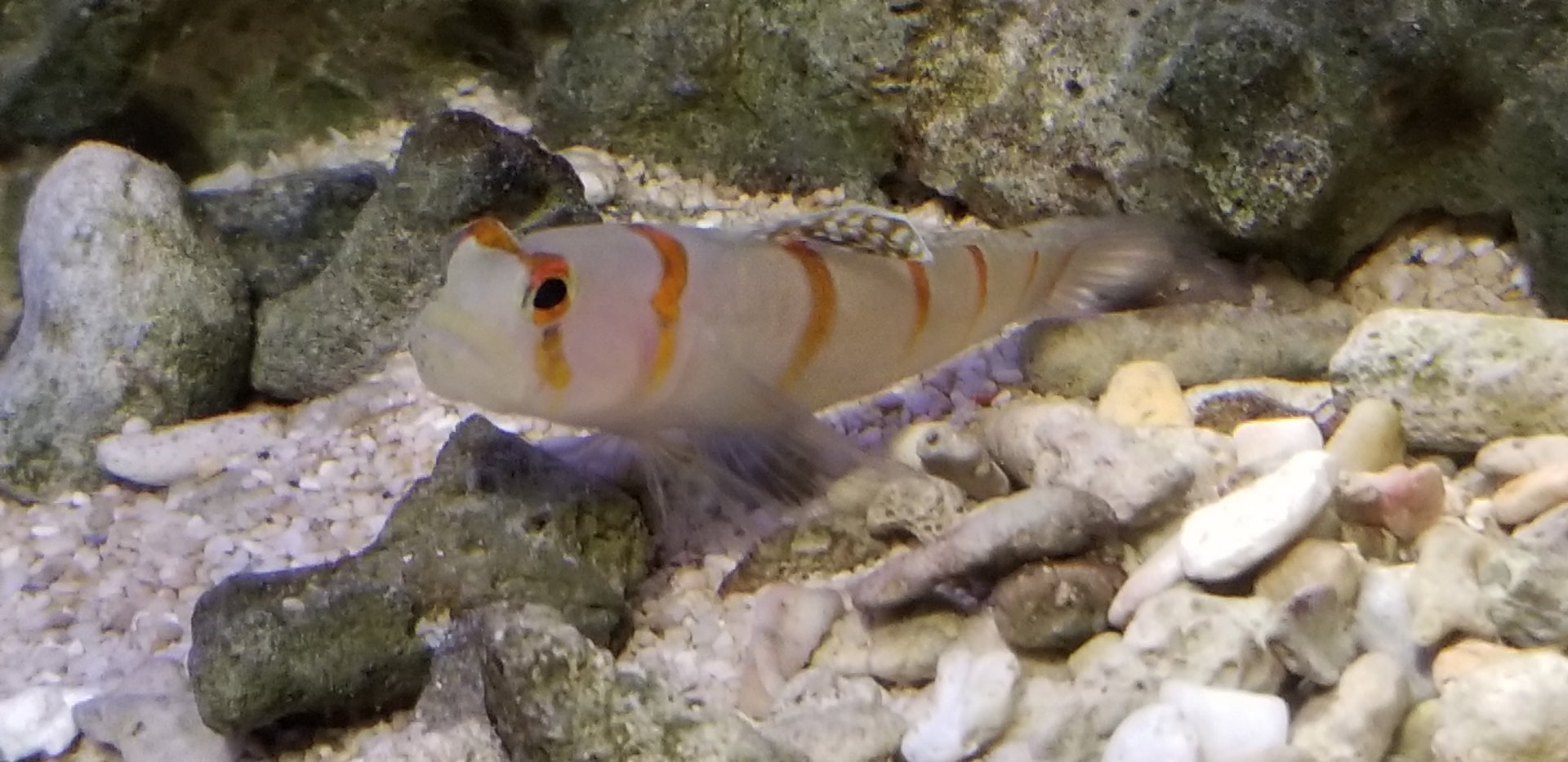 Randall's Prawn Goby