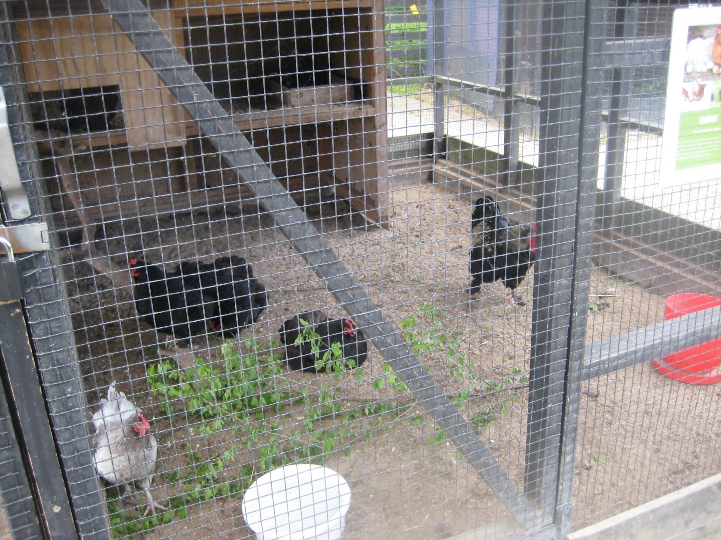 Randers Naturcenter - Chicken exhibit #1