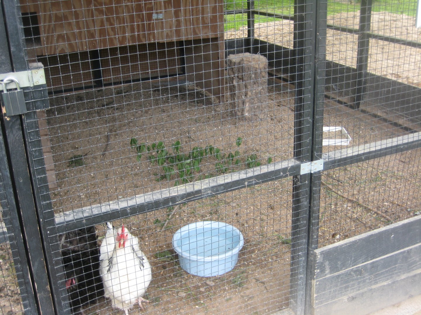 Randers Naturcenter - Chicken exhibit #2