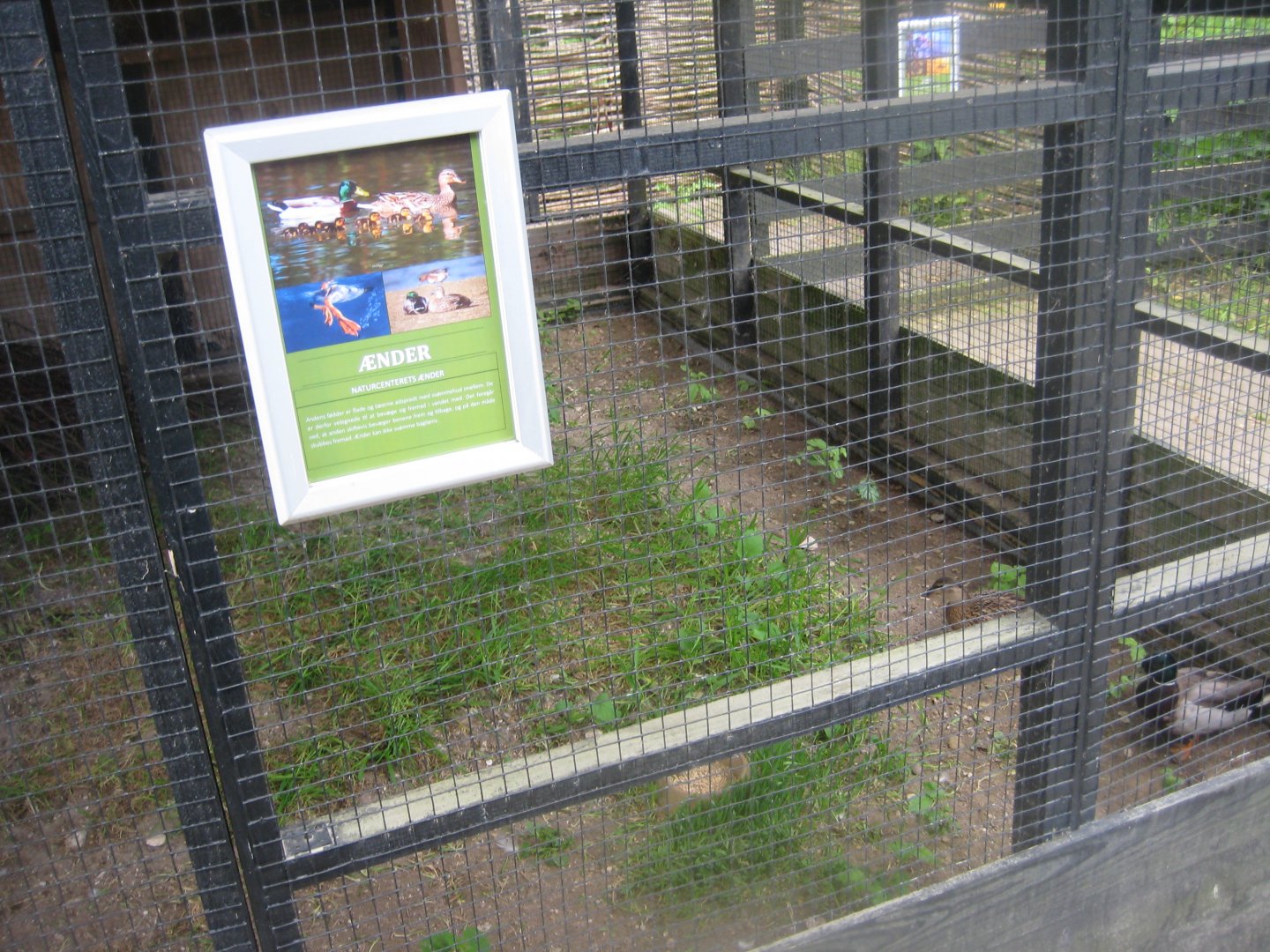 Randers Naturcenter - Duck exhibit