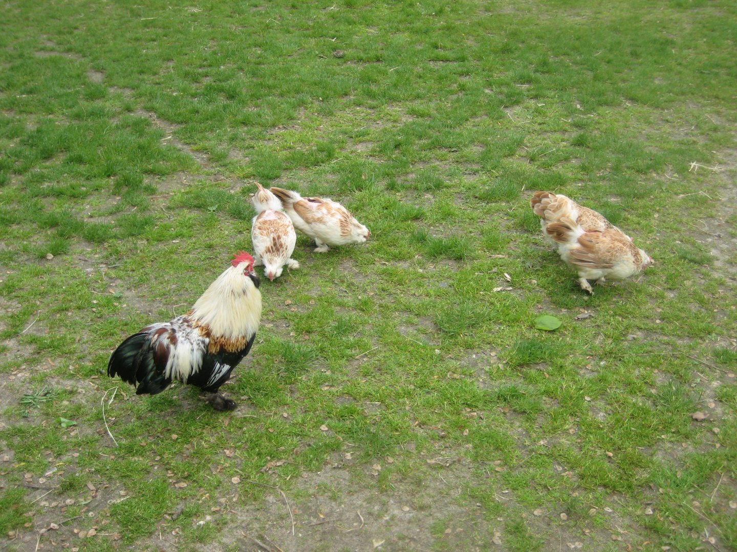Randers Naturcenter - Free-ranging chickens
