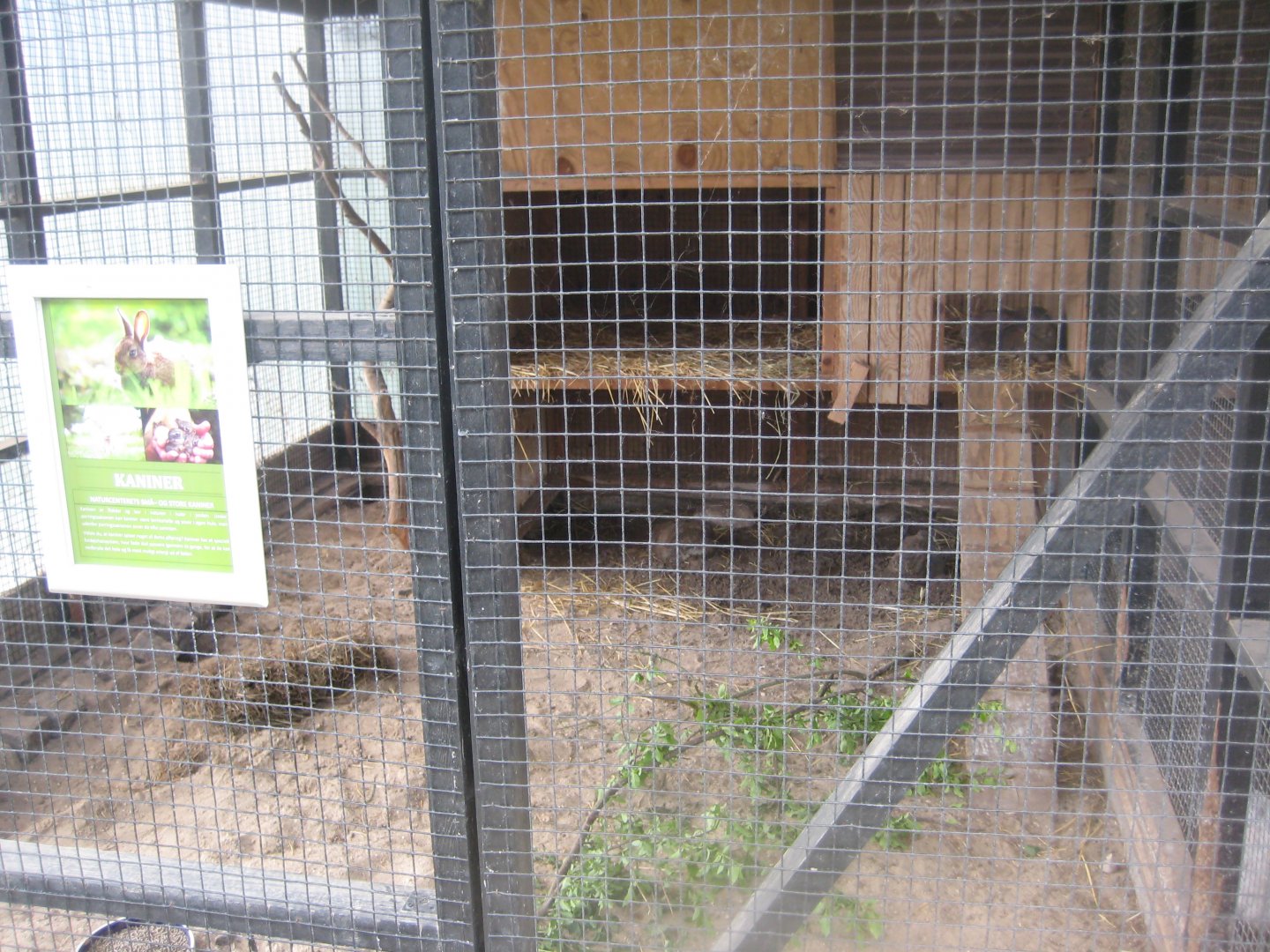 Randers Naturcenter - Rabbit exhibit #1