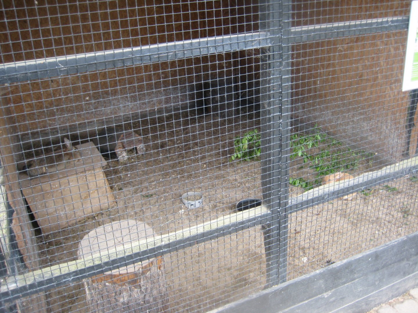 Randers Naturcenter - Rabbit exhibit #2
