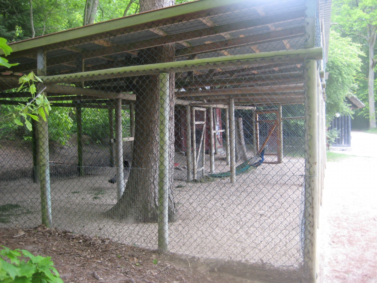 Randers Naturcenter - Skovhuset - Peafowl aviary