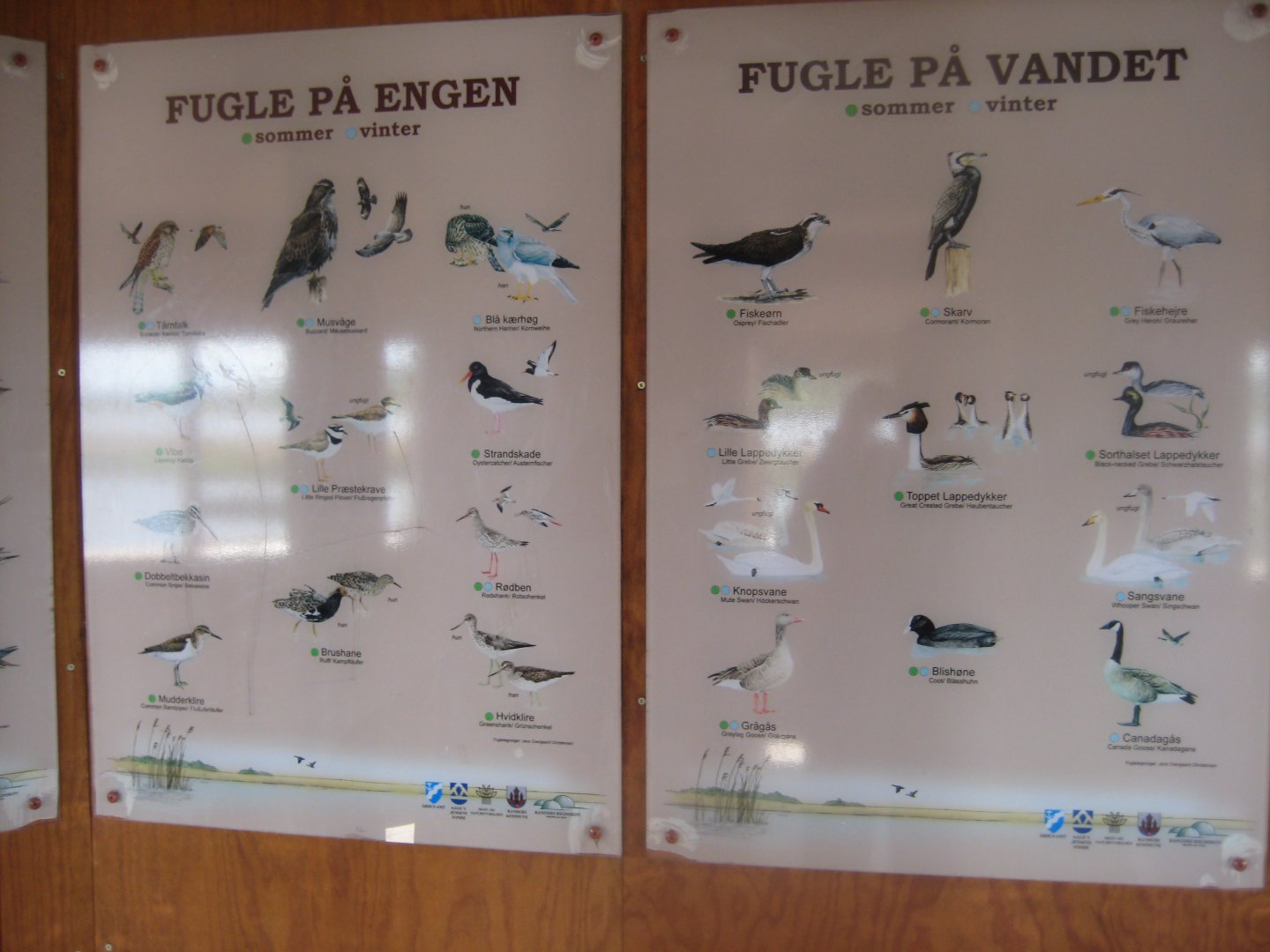 Randers Naturcenter - Wild birds in the area