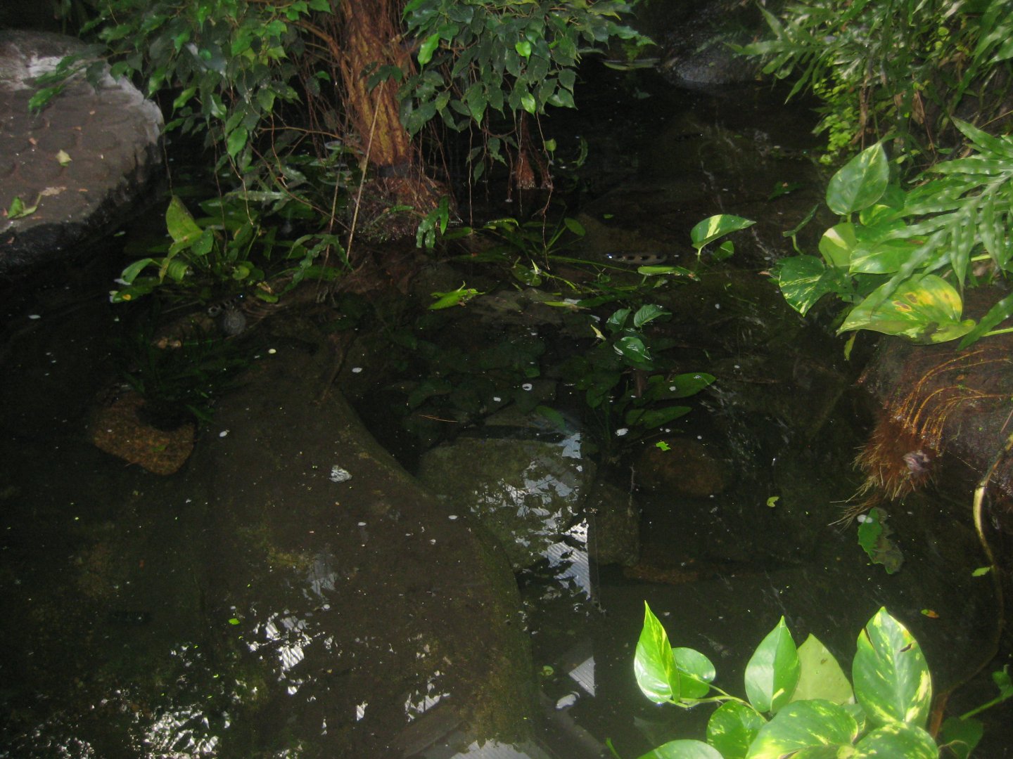 Randers Regnskov - Archerfish pool