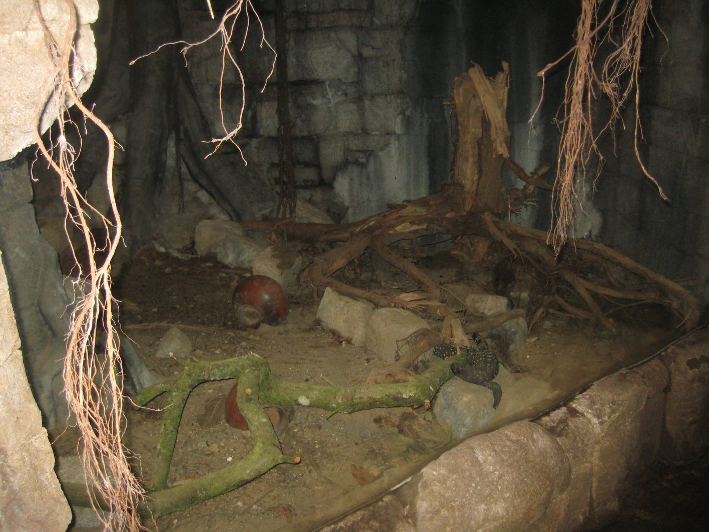 Randers Regnskov - Beaded lizard exhibit