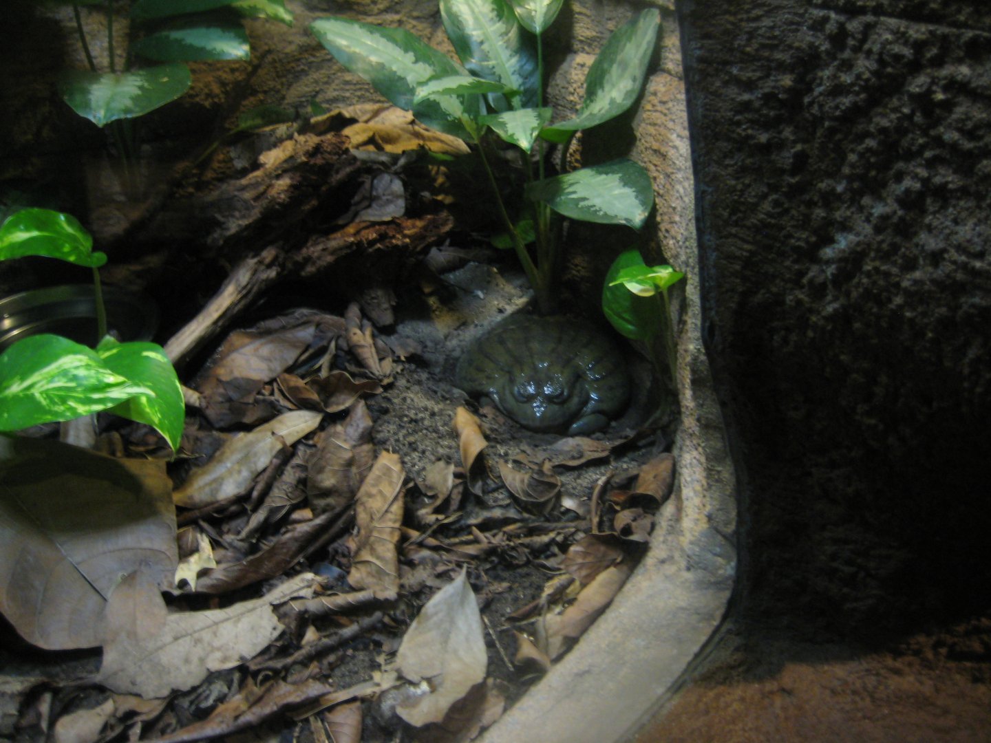 Randers Regnskov - Bullfrog exhibit