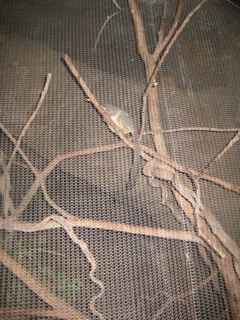 Randers Regnskov - Bushbaby exhibit