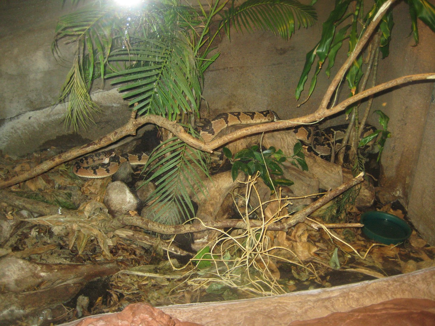 Randers Regnskov - Bushmaster exhibit