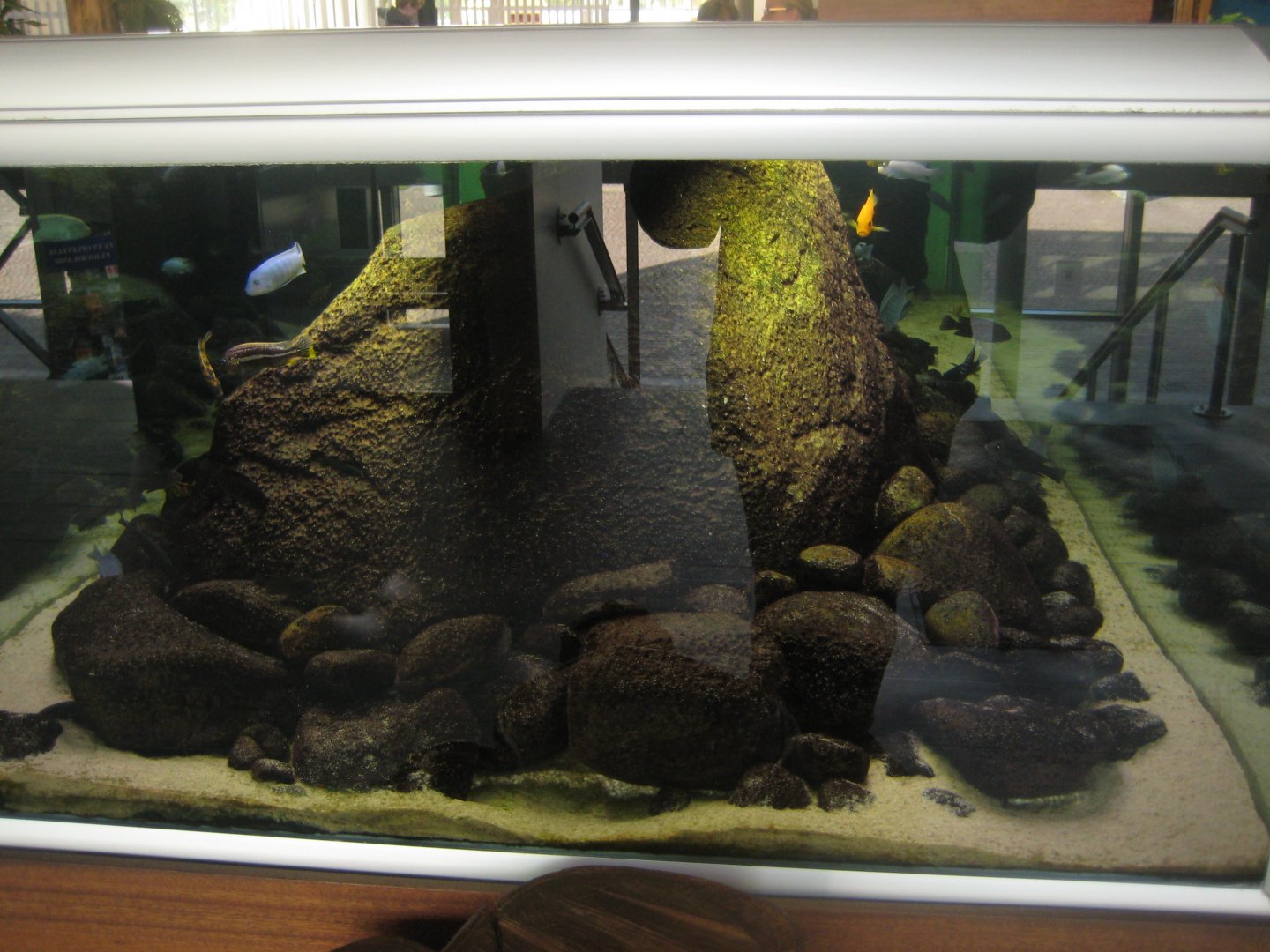 Randers Regnskov - Cichlid tank