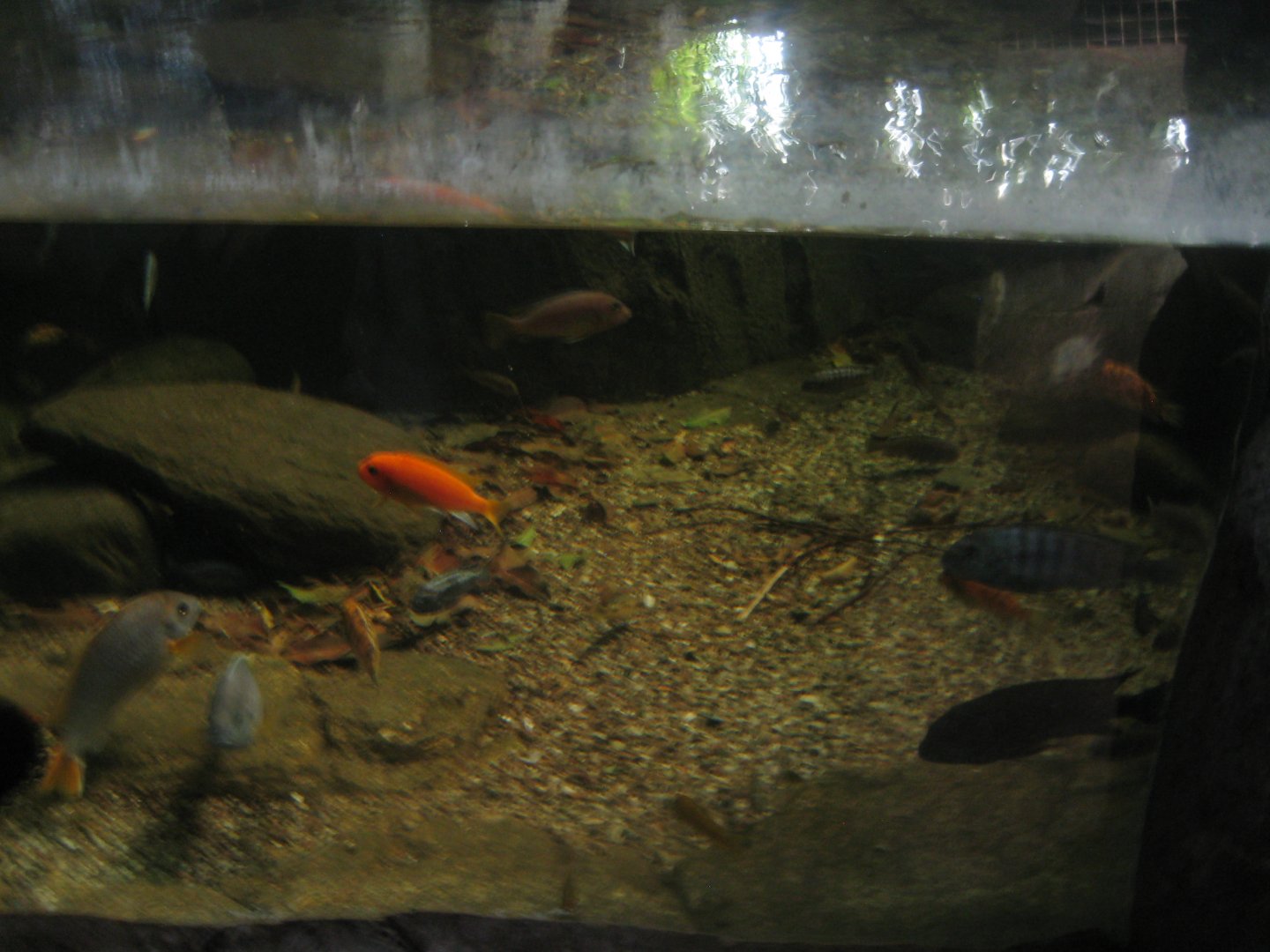 Randers Regnskov - Cichlid tank