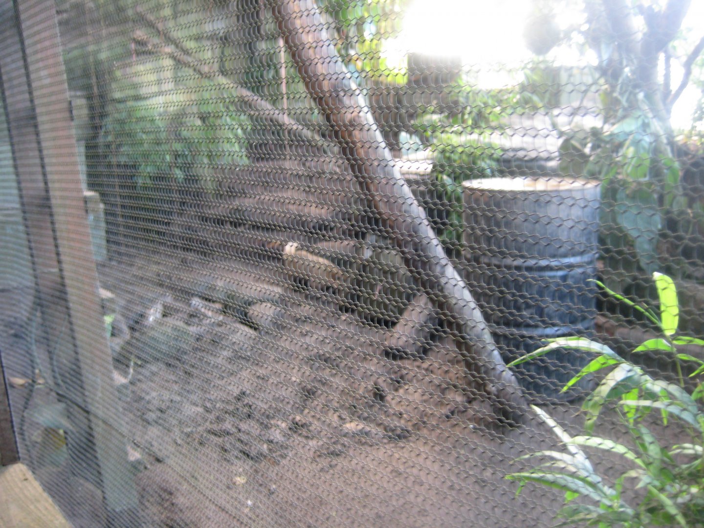 Randers Regnskov - Coati exhibit