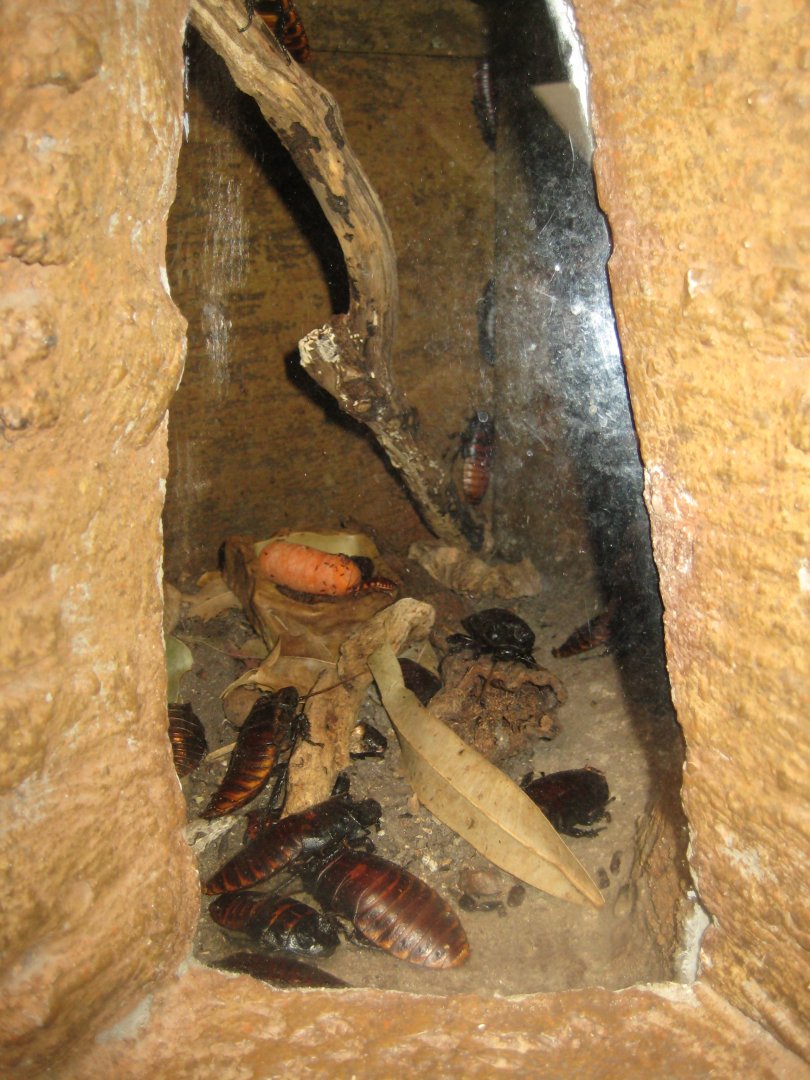 Randers Regnskov - Cockroach exhibit