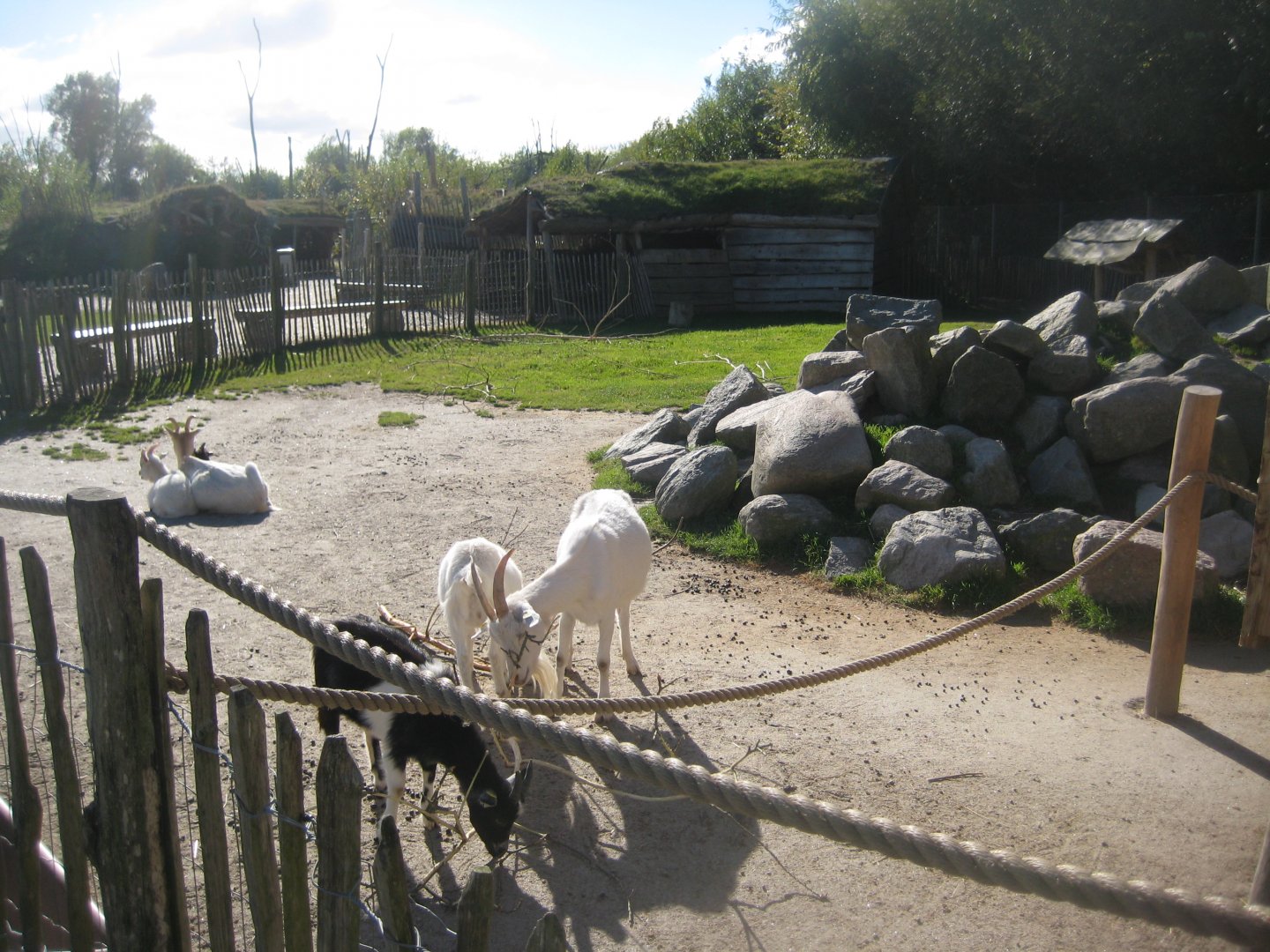 Randers Regnskov - Danmarksparken - Goat pen