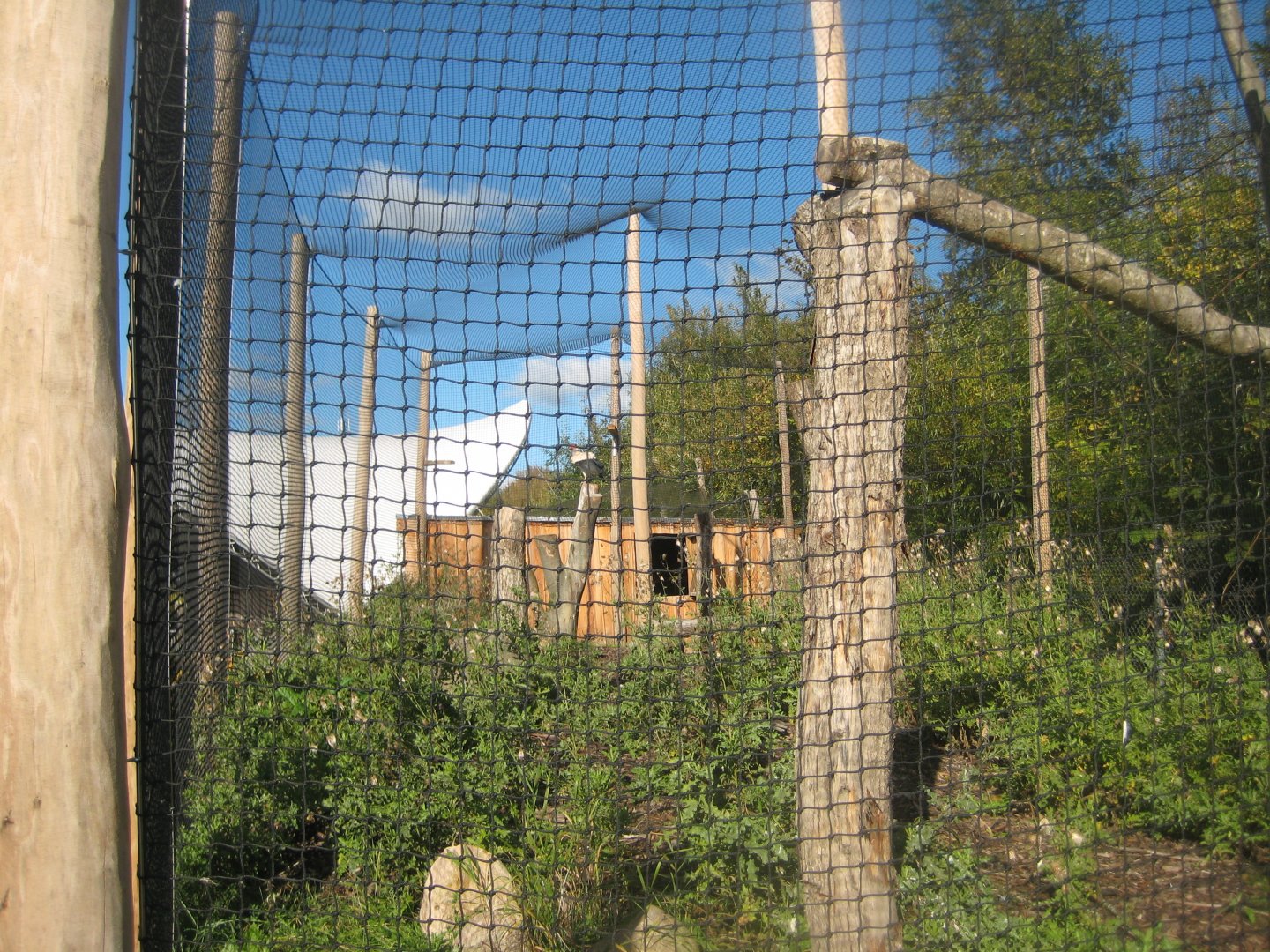 Randers Regnskov - Danmarksparken - King vulture aviary