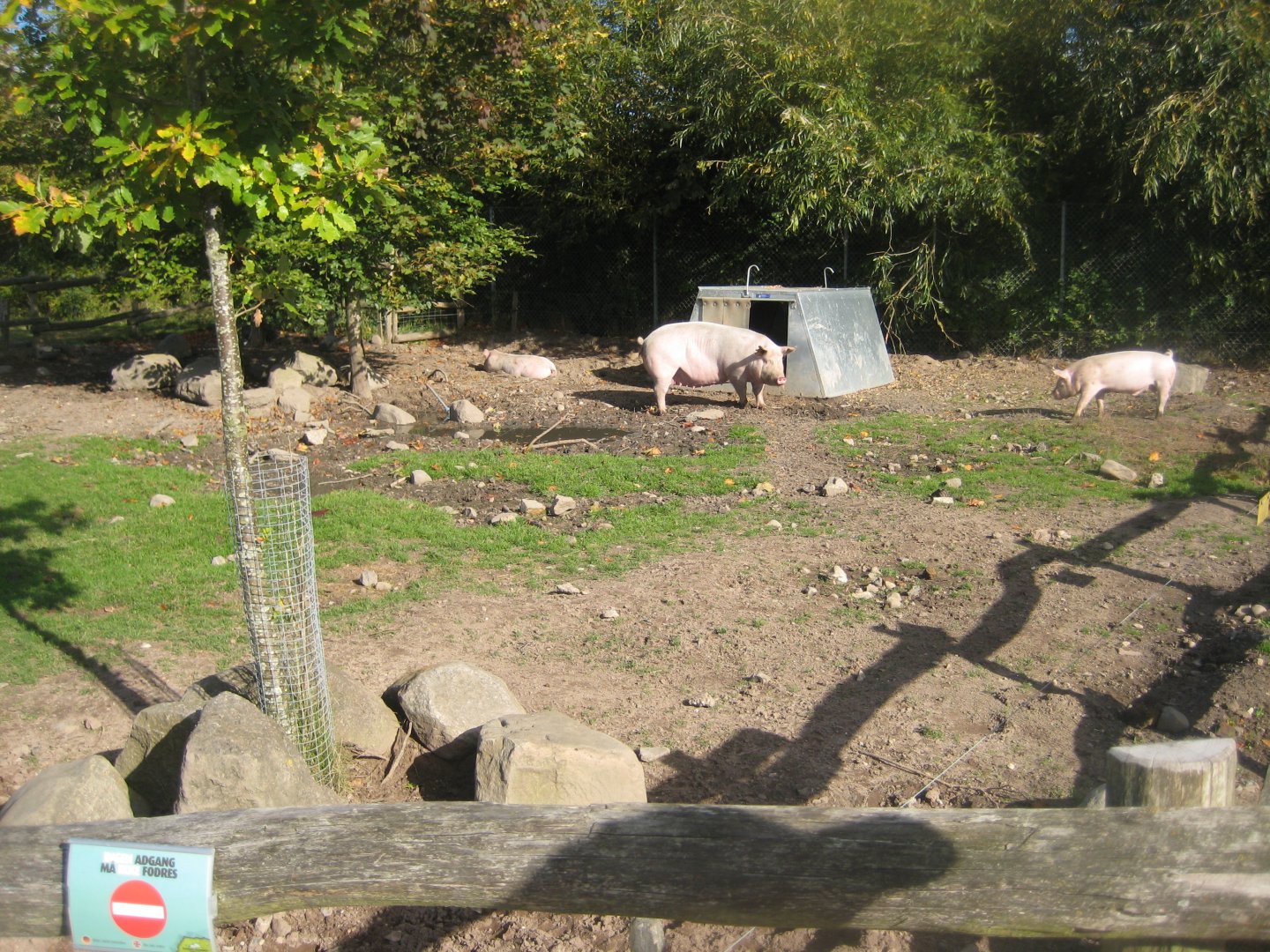 Randers Regnskov - Danmarksparken - Pig pen