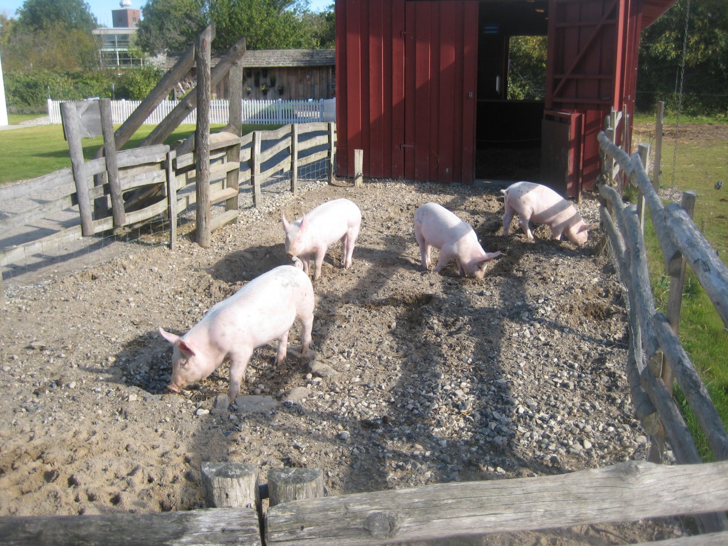 Randers Regnskov - Danmarksparken - Pig pen