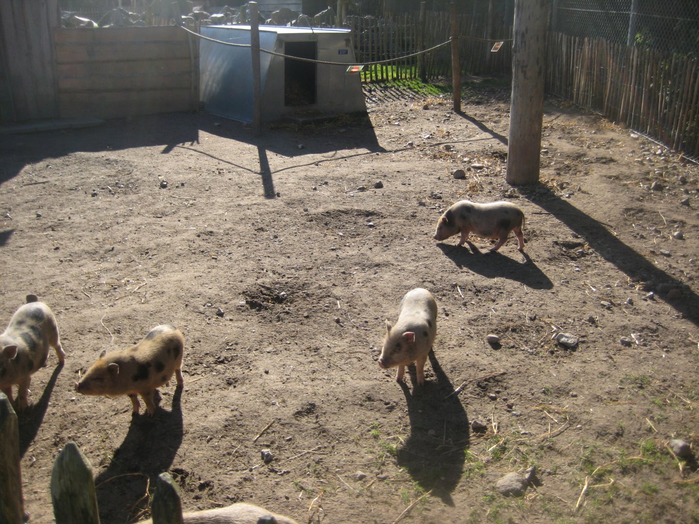 Randers Regnskov - Danmarksparken - Pig pen