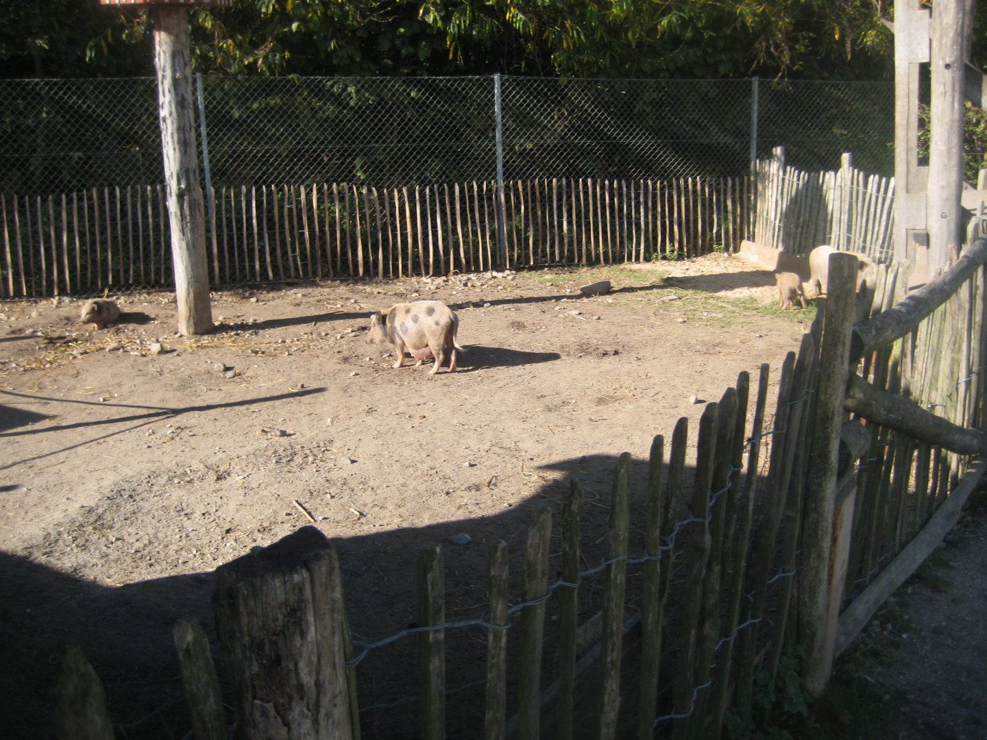 Randers Regnskov - Danmarksparken - Pig pen