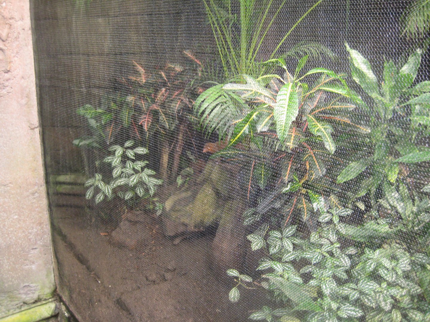 Randers Regnskov - Dwarf mongoose exhibit