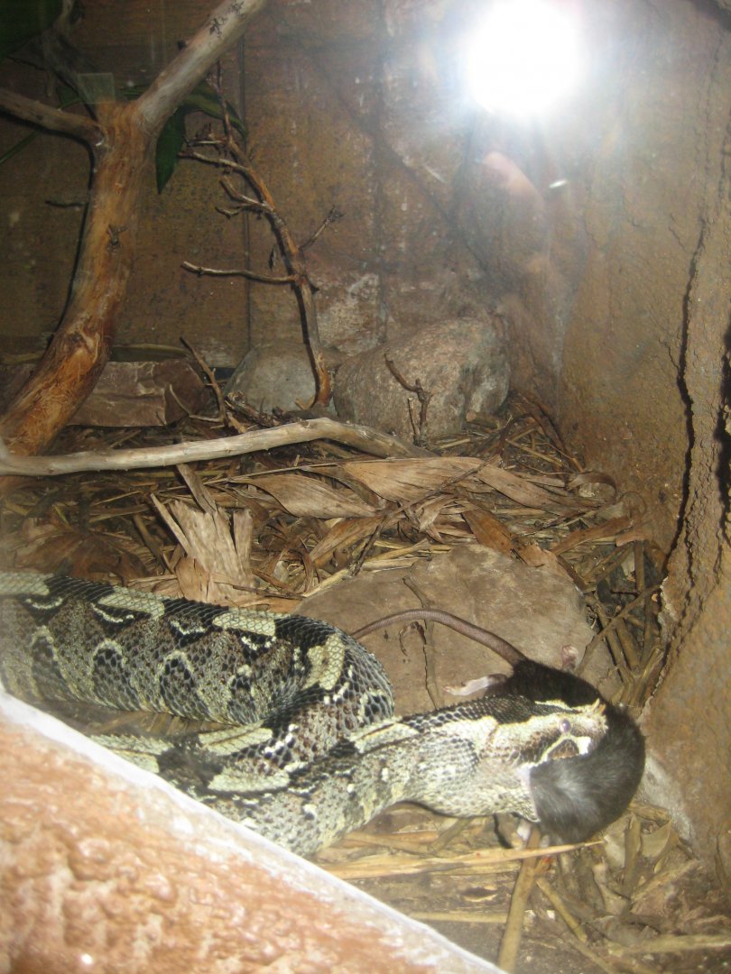 Randers Regnskov - Gaboon viper exhibit
